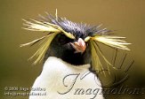 AST3J061617 macaroni-pinguïn / Eudyptes chrysolophus
