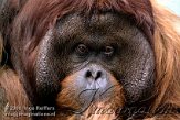 AST4J061651 Borneo orang-oetan / Pongo pygmaeus