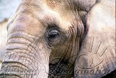 AST4J061658 Zuid-Afrikaanse olifant / Loxodonta africana africana