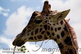 AST7J061768 giraf / Giraffa camelopardalis