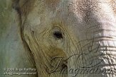 AST9J061858 Zuid-Afrikaanse olifant / Loxodonta africana africana