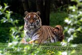 FFA3K060453 Siberische tijger / Panthera tigris altaica