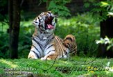 FFA3K060455 Siberische tijger / Panthera tigris altaica