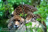 FFA4K060479 jaguar / Panthera onca