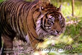 FFA5J060507 Sumatraanse tijger / Panthera tigris sumatrae