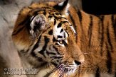 DA01D063844 Siberische tijger / Panthera tigris altaica