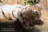 DA02D063882 Siberische tijger / Panthera tigris altaica