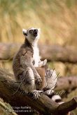 AP01J050362 ringstaartmaki / Lemur catta