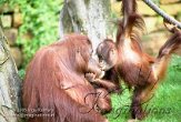 AP01J050377 Borneo orang-oetan / Pongo pygmaeus