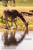 BB02K062237 Rothschildgiraffe / Giraffa camelopardalis rothschildi