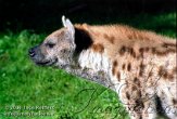 BB08K064088 gevlekte hyena / Crocuta crocuta