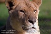 BB08K064110 Afrikaanse leeuw / Panthera leo