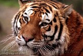 BB01K070445 Siberische tijger / Panthera tigris altaica