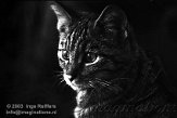DB04M030624 Europese wilde kat / Felis silvestris silvestris