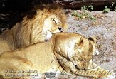 DB06C030695 Afrikaanse leeuw / Panthera leo