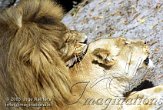 DB06C030696 Afrikaanse leeuw / Panthera leo