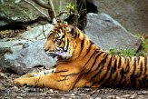 DB07C030726 Sumatraanse tijger / Panthera tigris sumatrae