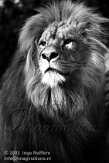 DB10N03877 Afrikaanse leeuw / Panthera leo