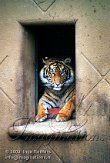 DB13C03915 Sumatraanse tijger / Panthera tigris sumatrae