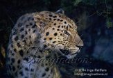 DB01C040006 Amoerpanter / Panthera pardus orientalis