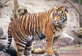 DB02C040024 Sumatraanse tijger / Panthera tigris sumatrae