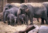 DB02C040041 Aziatische olifant / Elephas maximus