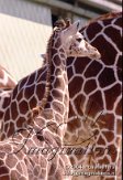 DB06Q040342 netgiraf / Giraffa camelopardalis reticulata