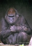 DB07C040451 westelijke laaglandgorilla / Gorilla gorilla gorilla
