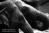 DB15N051619 Aziatische olifant / Elephas maximus