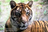 DB16J051649 Sumatraanse tijger / Panthera tigris sumatrae
