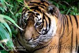DB17J051687 Sumatraanse tijger / Panthera tigris sumatrae