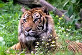 DB18J051700 Sumatraanse tijger / Panthera tigris sumatrae