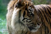DB18J051704 Sumatraanse tijger / Panthera tigris sumatrae