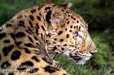 DB02K060074 Amoerpanter / Panthera pardus orientalis
