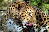 DB03K060112 Amoerpanter / Panthera pardus orientalis