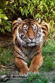 DB05K060179 Sumatraanse tijger / Panthera tigris sumatrae