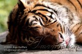 DB06K060191 Sumatraanse tijger / Panthera tigris sumatrae
