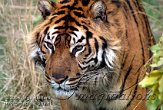 DB06K060206 Sumatraanse tijger / Panthera tigris sumatrae