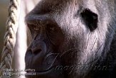 DB06K060221 westelijke laaglandgorilla / Gorilla gorilla gorilla