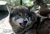DB07K060234 Europese wolf / Canis lupus lupus