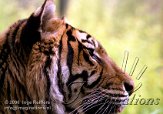 DB08J060262 Sumatraanse tijger / Panthera tigris sumatrae
