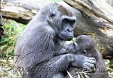 BZ01Z040525 westelijke laaglandgorilla / Gorilla gorilla gorilla