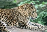 BZ02E040555 Sri Lanka panter/ Panthera pardus kotiya