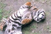 BZ03E040596 Sumatraanse tijger / Panthera tigris sumatrae