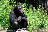 BZ02K062132 chimpansee / Pan troglodytes