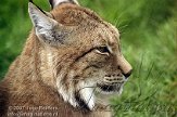 DE01D073451 Euraziatische lynx / Lynx lynx