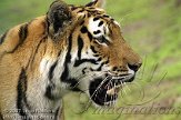 DE03D073517 Siberische tijger / Panthera tigris altaica