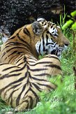 DE03D073528 Siberische tijger / Panthera tigris altaica