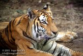 ND02C030065 Siberische tijger / Panthera tigris altaica