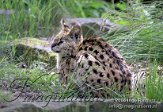 ND02J040641 serval / Leptailurus serval